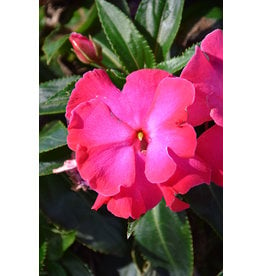 Impatiens - New Guinea Rollercoaster Hot Pink