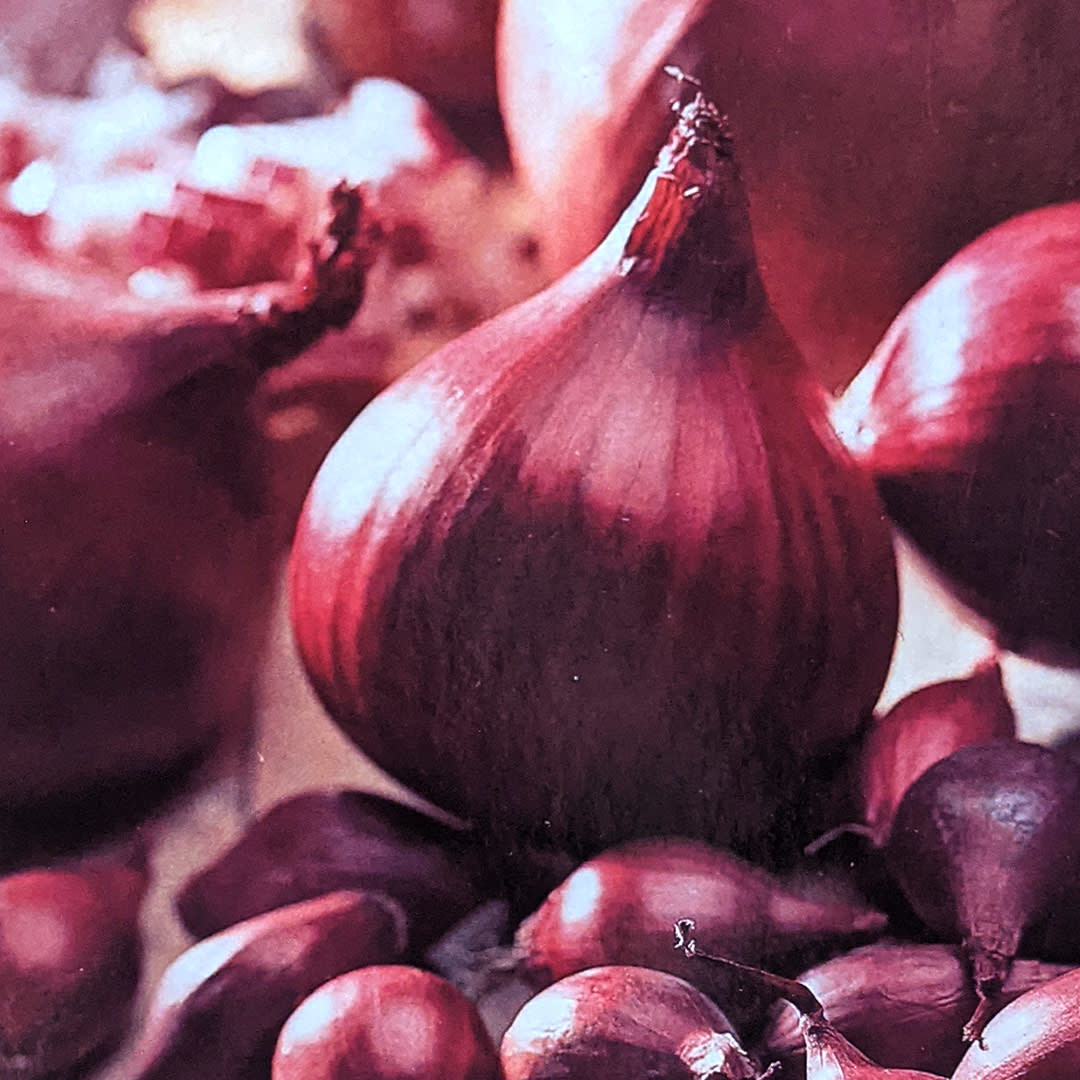 Onions - Karmen - Red
