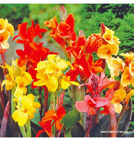 Canna Lily - Assorted - #1