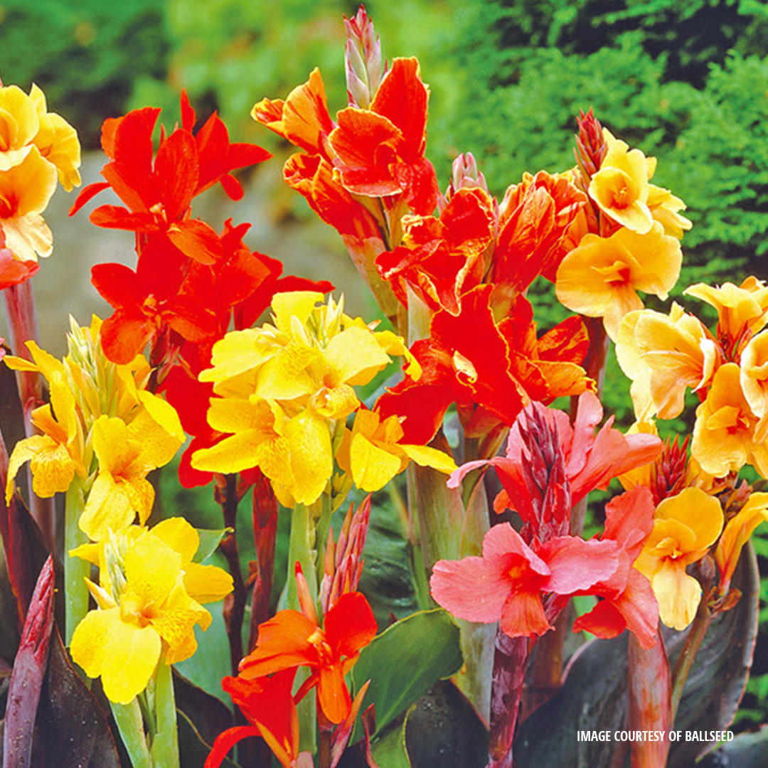 Canna Lily - Assorted - #1 - Wilson's Lifestyle Centre