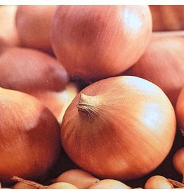 Onions - Sturon - Spanish