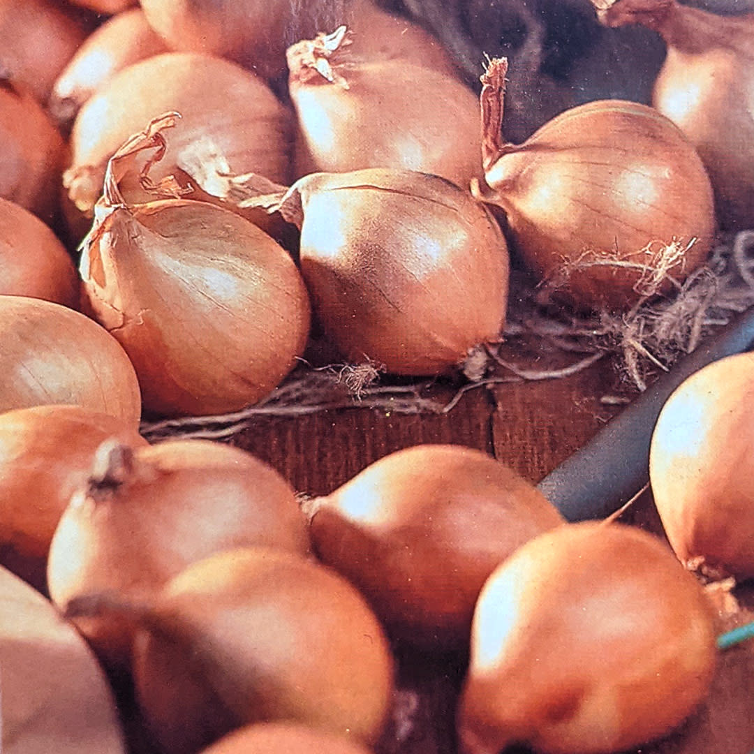 Onions - Lorient - Multiplier