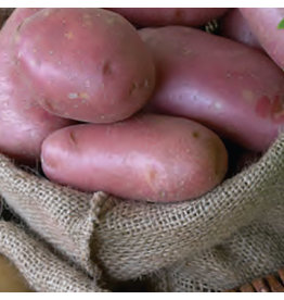 Seed Potato - Norland Red Skinned 2kg
