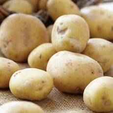 Seed Potato - Kennebec White Skinned 2kg