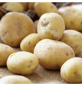 Seed Potato - Kennebec White Skinned 2kg