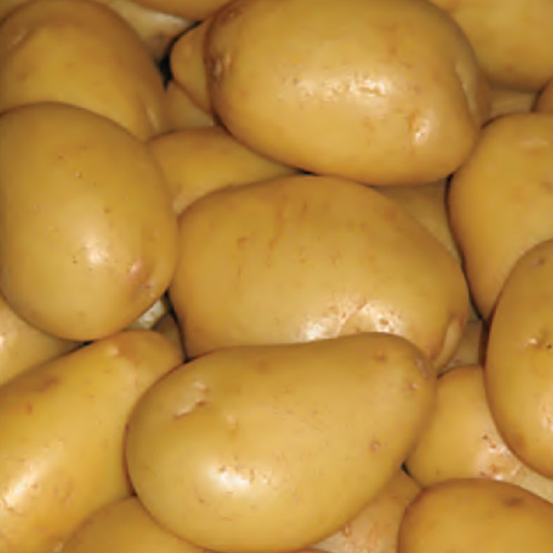Seed Potato - Yukon Gold Yellow Skinned 2kg