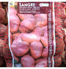 Seed Potato - Red Skinned Sangre 2kg