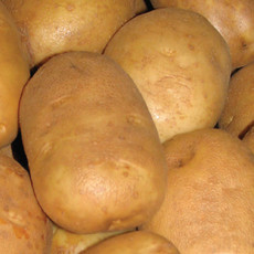 Seed Potato - Russet Burbank Russet Skinned 2kg