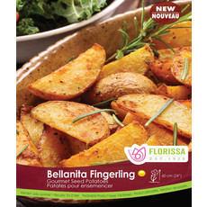 Seed Potato - Bellanita Fingerling - 500g