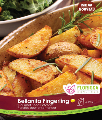 Seed Potato - Bellanita Fingerling - 500g