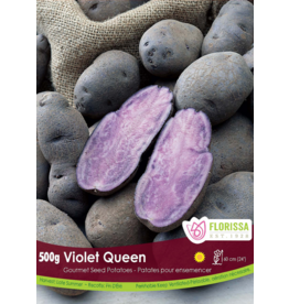 Gourmet Seed Potato - Violet Queen 500g