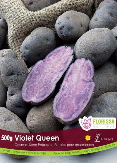 Seed Potato - Violet Queen 500g
