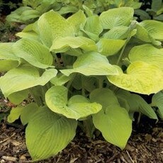 Hosta (Plantain Lily) - August Moon