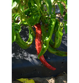 Home Grown Pepper - Cayenne Long Thin (6 Pack Large)