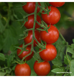Home Grown Tomato - Artemis (6 Pack Large)
