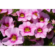 Calibrachoa - Bloomtastic Rose Quartz