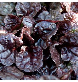 Ajuga (Bugleweed) - Black Scallop