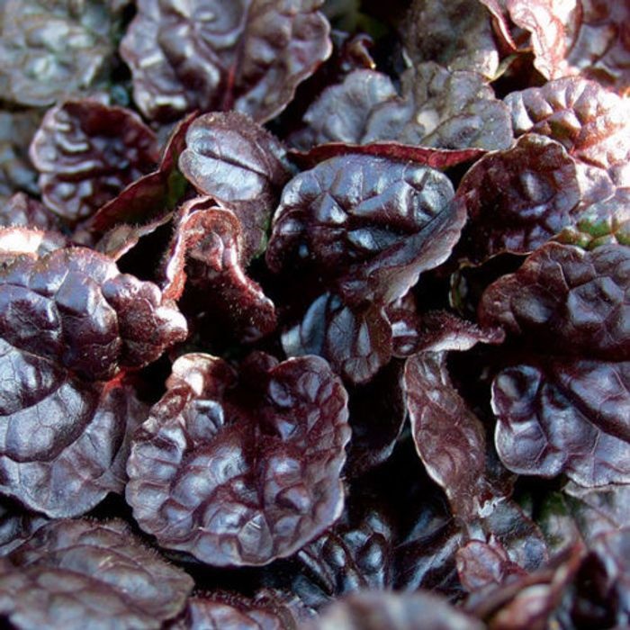 Ajuga (Bugleweed) - Black Scallop