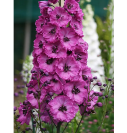 Delphinium  - Pink Punch -#1