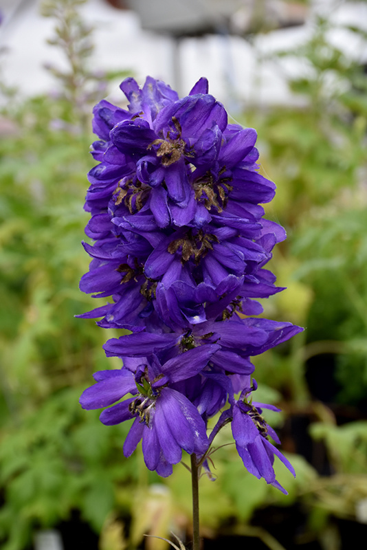 Delphinium - Blue Dark Black