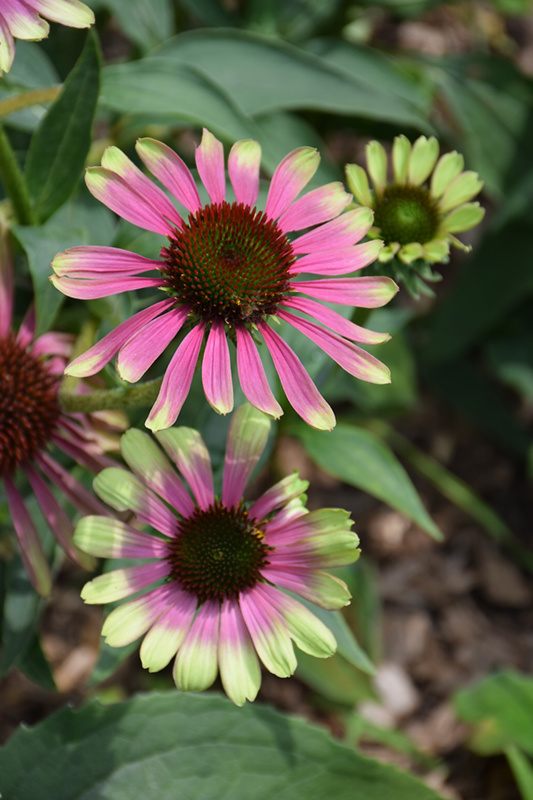 Echinacea - Purpurea Green Twister - #1