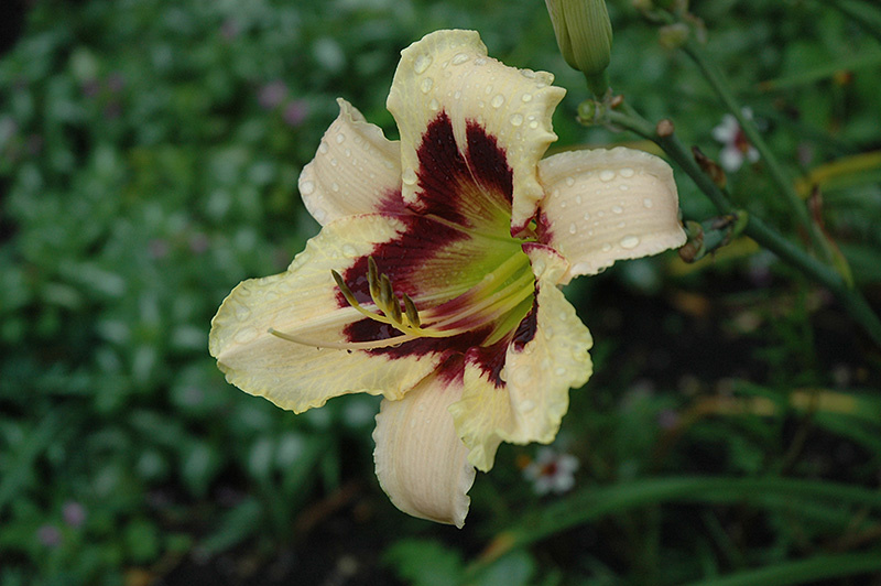 Hemerocallis (Daylily) - Moonlight Masquerade