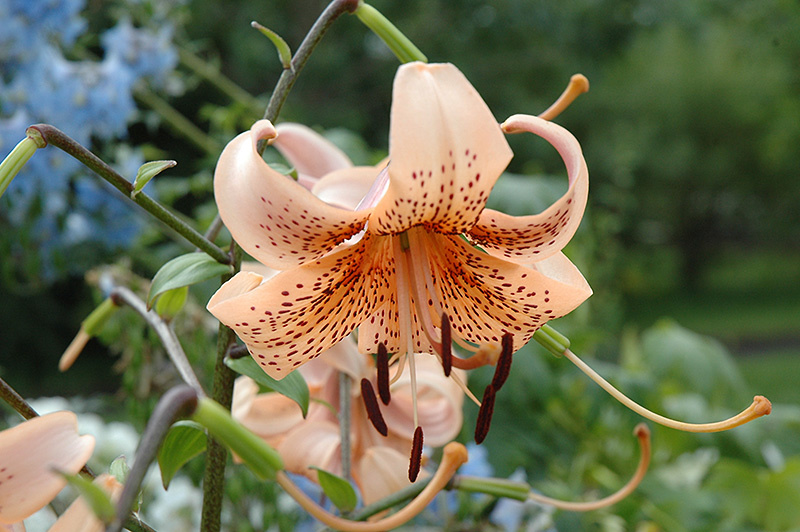 Lilium Tiger - Tiger Babies