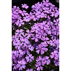 Phlox Subulata - Purple Beauty
