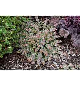 Sedum - Sieboldii