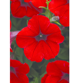 Petunia Easy Wave - Red 6"