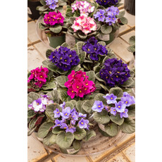 African Violet - Assorted - 4"