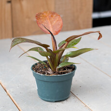 Philodendron Red Sun - 10cm