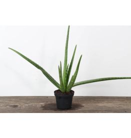 Aloe Vera - 10cm
