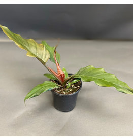 Philodendron Chocolate Empress - 4"