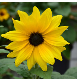 Helianthus - Sunflower Sunfinity Yellow Dark Eye