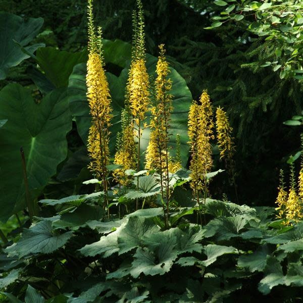 Ligularia dentata (Golden Ray) - Little Rocket