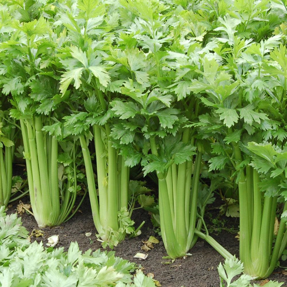 Home Grown Celery - Tango (6 Pack)