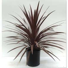 Cordyline - Red Star