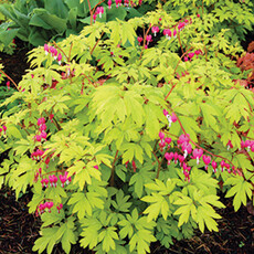 Dicentra Spectabilis (Bleeding Heart) - Gold Heart