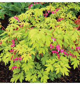 Dicentra Spectabilis (Bleeding Heart) - Gold Heart