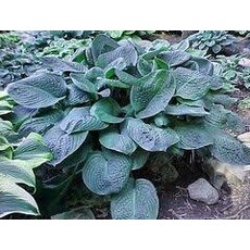 Hosta (Plantain Lily) - Blue Umbrellas