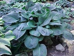 Hosta (Plantain Lily) - Blue Umbrellas