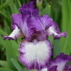 Iris Germanica - Bountiful Harvest