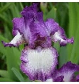 Iris Germanica - Bountiful Harvest