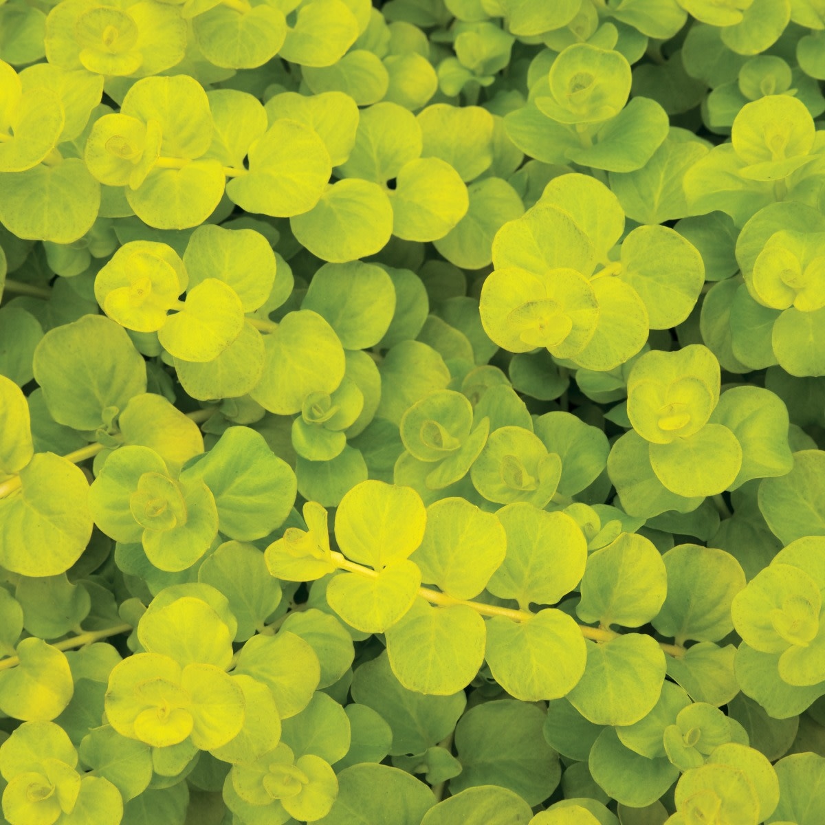 Lysimachia Nummularia (Creeping Jenny) - Goldi