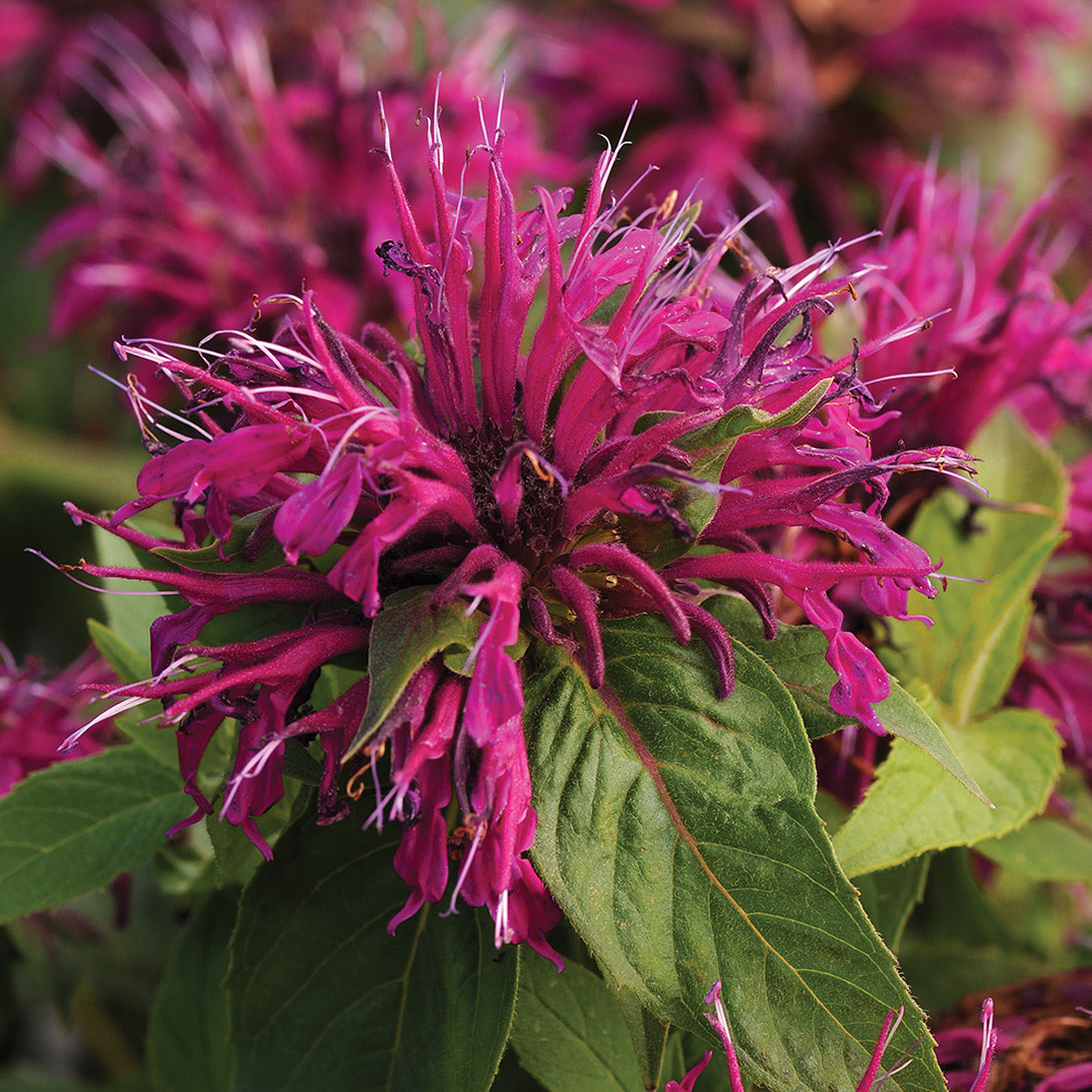 Monarda - Balmy Purple