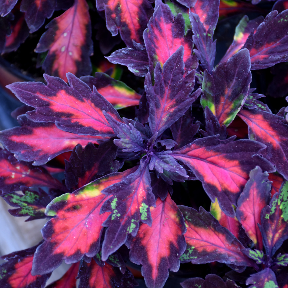 Coleus - Special Effects - Wilson’s Lifestyle Centre