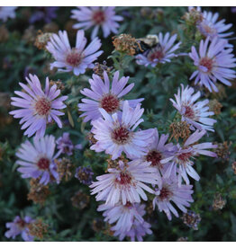 Aster - Woods in Blue