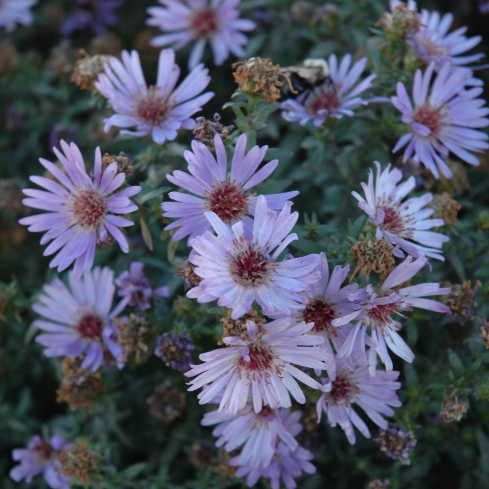 Aster - Woods in Blue