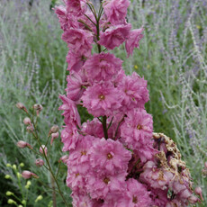 Delphinium - Mellenium Pink Punch